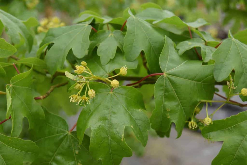 Acer campestre 'Elsrijk' 6-8 LS